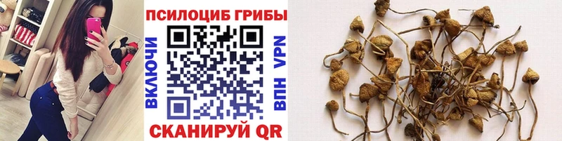 Псилоцибиновые грибы MAGIC MUSHROOMS  цены наркотик  Соль-Илецк 